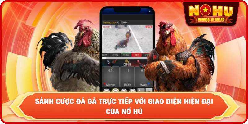 sảnh cược đá gà trực tiếp với giao diện hiện đại của NỔ HŨ